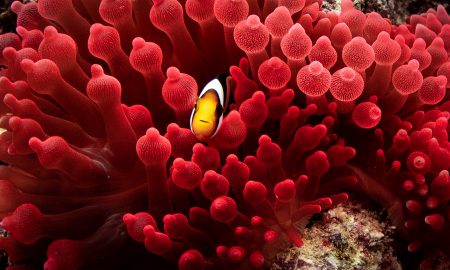 Carpe Vita_Clownfish in Red Coral