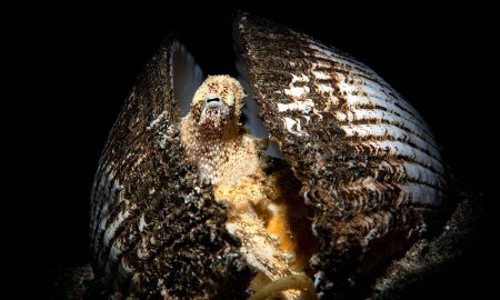 Кокосовый осьминог в раковине на черном фоне