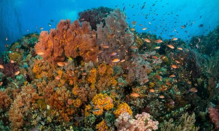 Коралловый глаз_©Фабио Гальбиати