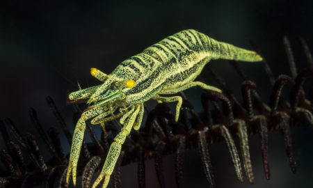 Коралловый глаз_©Фабио Гальбиати