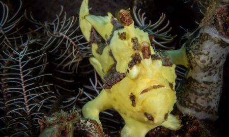 Коралловый глаз_©Фабио Гальбиати