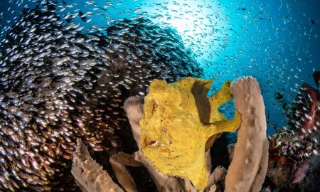 Коралловый глаз_©Фабио Гальбиати