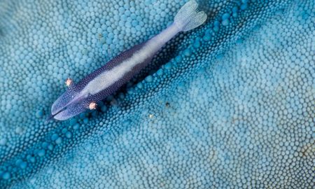 Коралловый глаз_©Фабио Гальбиати