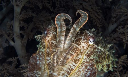 Коралловый глаз_©Фабио Гальбиати