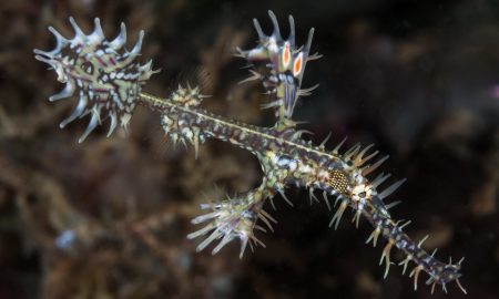 Коралловый глаз_©Фабио Гальбиати