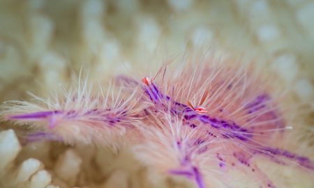 Коралловый глаз_©Фабио Гальбиати