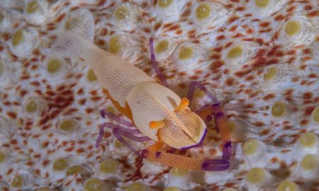 Коралловый глаз_©Фабио Гальбиати