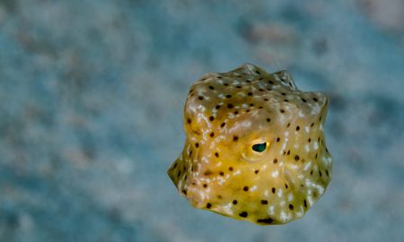 Коралловый глаз_©Фабио Гальбиати