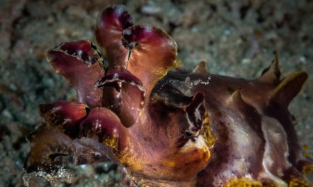 Коралловый глаз_©Фабио Гальбиати