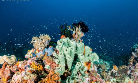 Коралловый глаз_©Фабио Гальбиати