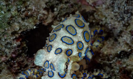 Коралловый глаз_©Фабио Гальбиати