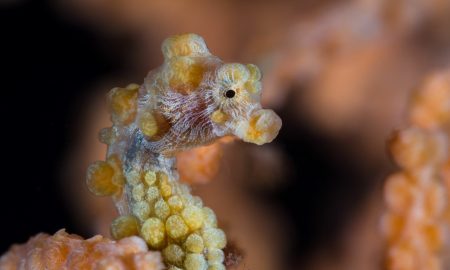 Коралловый глаз_©Фабио Гальбиати