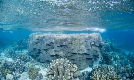 Коралловый глаз_©Фабио Гальбиати