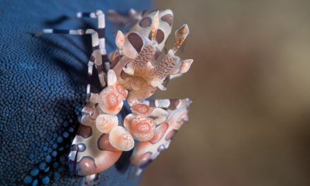 Коралловый глаз_©Фабио Гальбиати