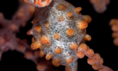 Коралловый глаз_©Фабио Гальбиати