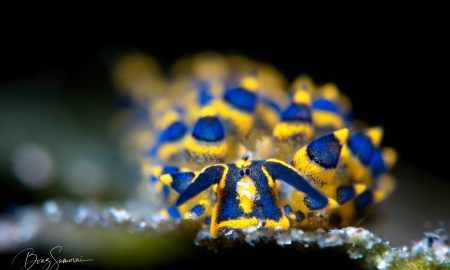 Nudibranche in gelb und blau unter Wasser