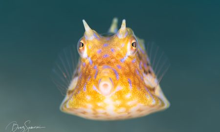 Корова-рыба оранжевая с фиолетовыми точками