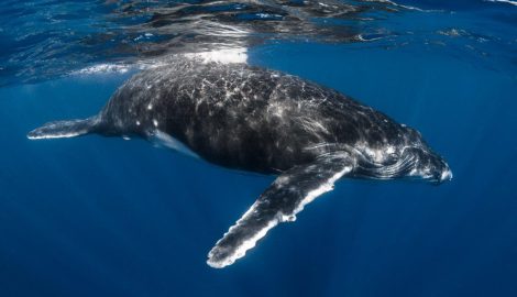 Туры на Таити_Горбатый кит