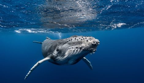 Tahiti Tours_Humpback Whale
