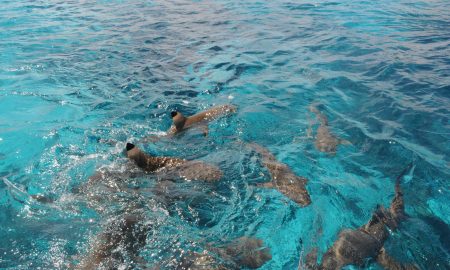 Аква Тики II + III