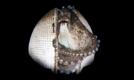 Dive Into Lembeh_Coconut Octopus