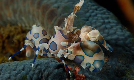 Dive Into Lembeh_Harlequin Shrimp