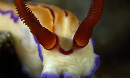 Dive Into Lembeh_Nudi-Head