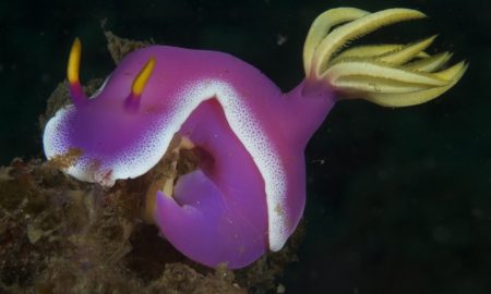 Dive Into Lembeh_Pink Nudibranch