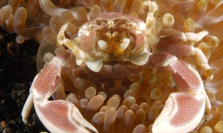 Dive Into Lembeh_Porcelain Crab