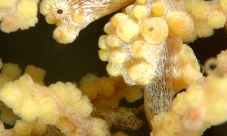 Dive Into Lembeh_Yellow Pygmy