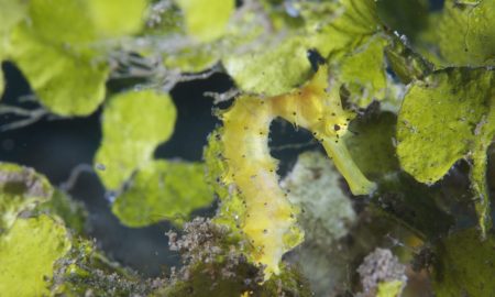 Dive Into Lembeh_Yellow Thorny Seahorse