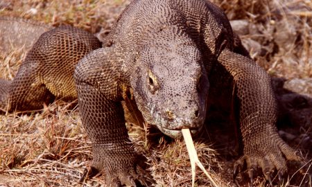 Komodo Waran Nationalpark Indonesien