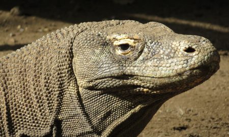 Komodo Waran Nahaufnahme Komodo Nationalpark Indonesien