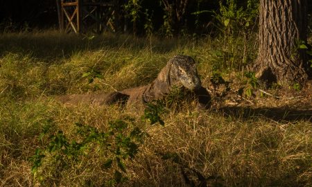 Komodo Waran in Gras im Komodo Nationalpark Indonesien