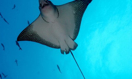 Орлиный луч снизу