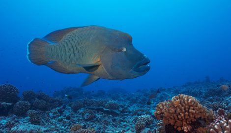 Туры на Таити_Факарава_Ознакомительное погружение