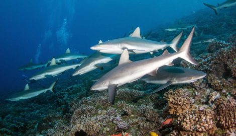Туры на Таити_Факарава_Ознакомительное погружение