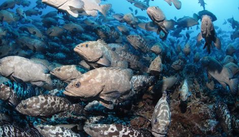 Туры на Таити_Факарава_Ознакомительное погружение