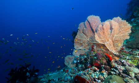 Fan Coral_01©Mark Stickler