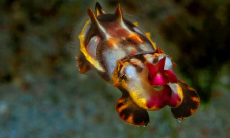 Falmboyant Cuttlefish in brauch organe gelb rot