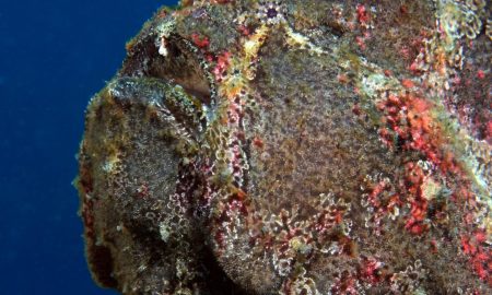 Рыба-лягушка