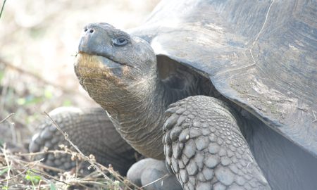 Galapagos-Schildkröte