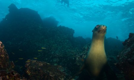 Humboldt Explorer_Sea Lion
