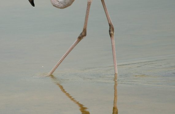 Исследователь Гумбольдта