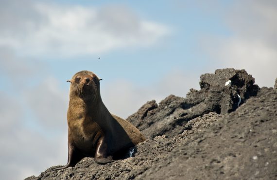 Galapagos_Explorer Ventures_Sea Lion