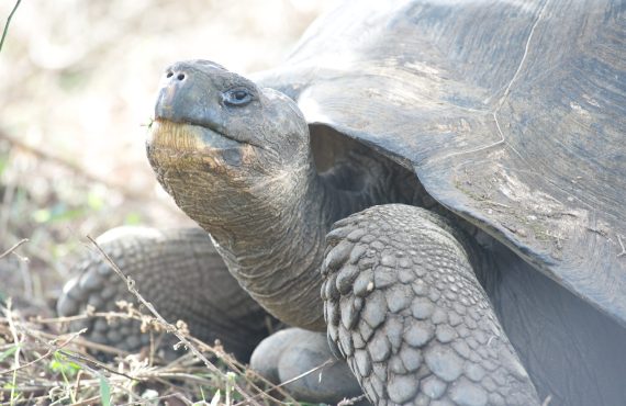 Galapagos_Explorer Ventures_Turtle