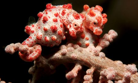 Gangga Island_Gangga Divers_UW