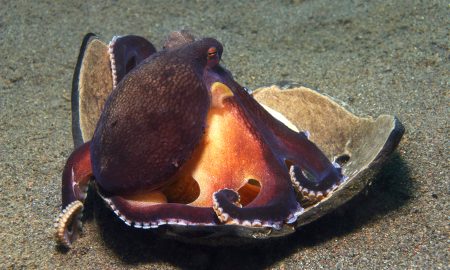 Gangga Island_Gangga Divers_UW