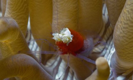 Gangga Island_Gangga Divers_UW