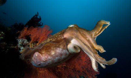 Gangga Island_Gangga Divers_UW